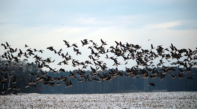 wild-geese-1150134_640